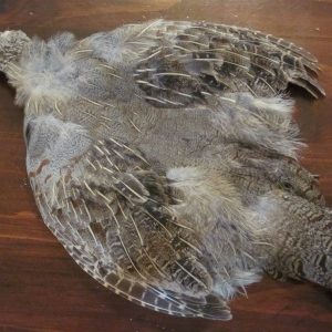 Hungarian Partridge Skin